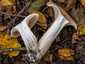 Óriás tölcsérgomba (Infundibulicybe geotropa), Börzsöny